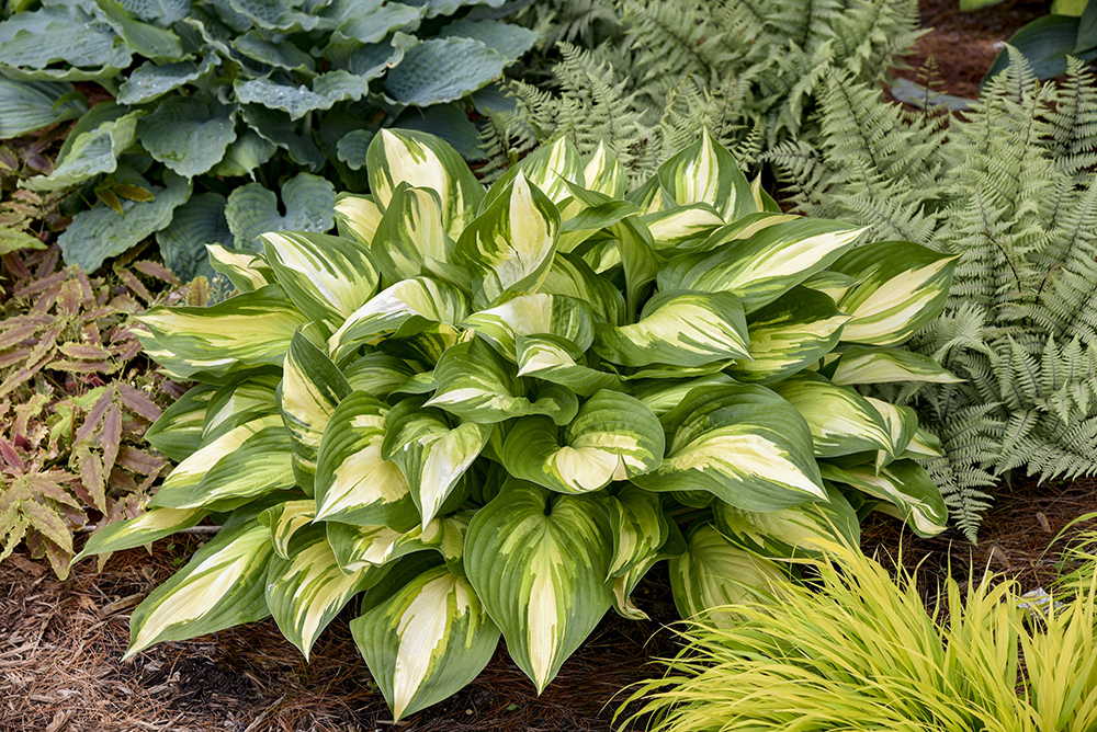 Hosta